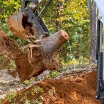 Using Reliable Methods, Timely Tree Care Addresses Tree Removal, Trimming, Cabling, and Stump Grinding