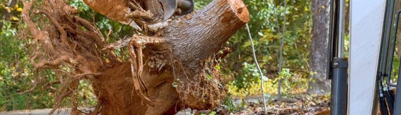 Using Reliable Methods, Timely Tree Care Addresses Tree Removal, Trimming, Cabling, and Stump Grinding