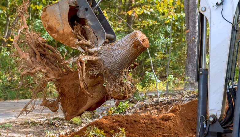 Using Reliable Methods, Timely Tree Care Addresses Tree Removal, Trimming, Cabling, and Stump Grinding
