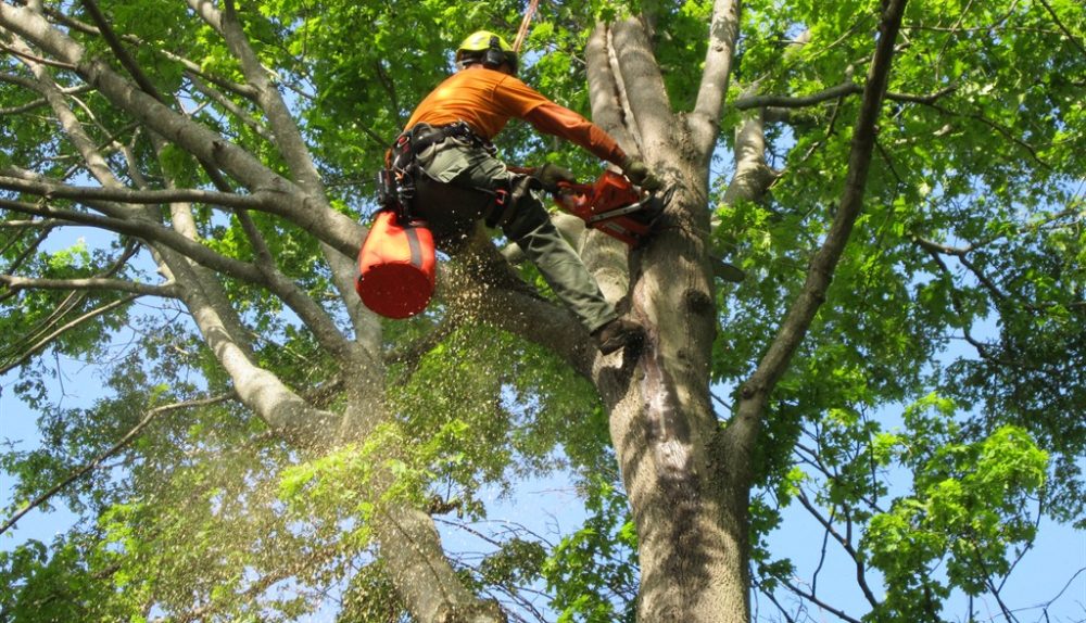 Tree Service