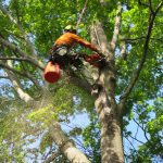 Tree Service