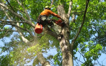 Tree Service