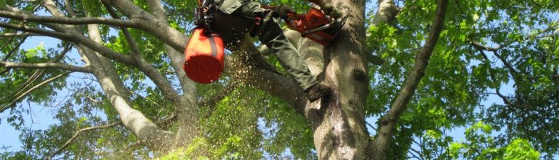 Tree Service
