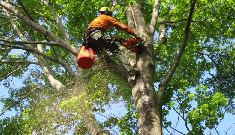Tree Service