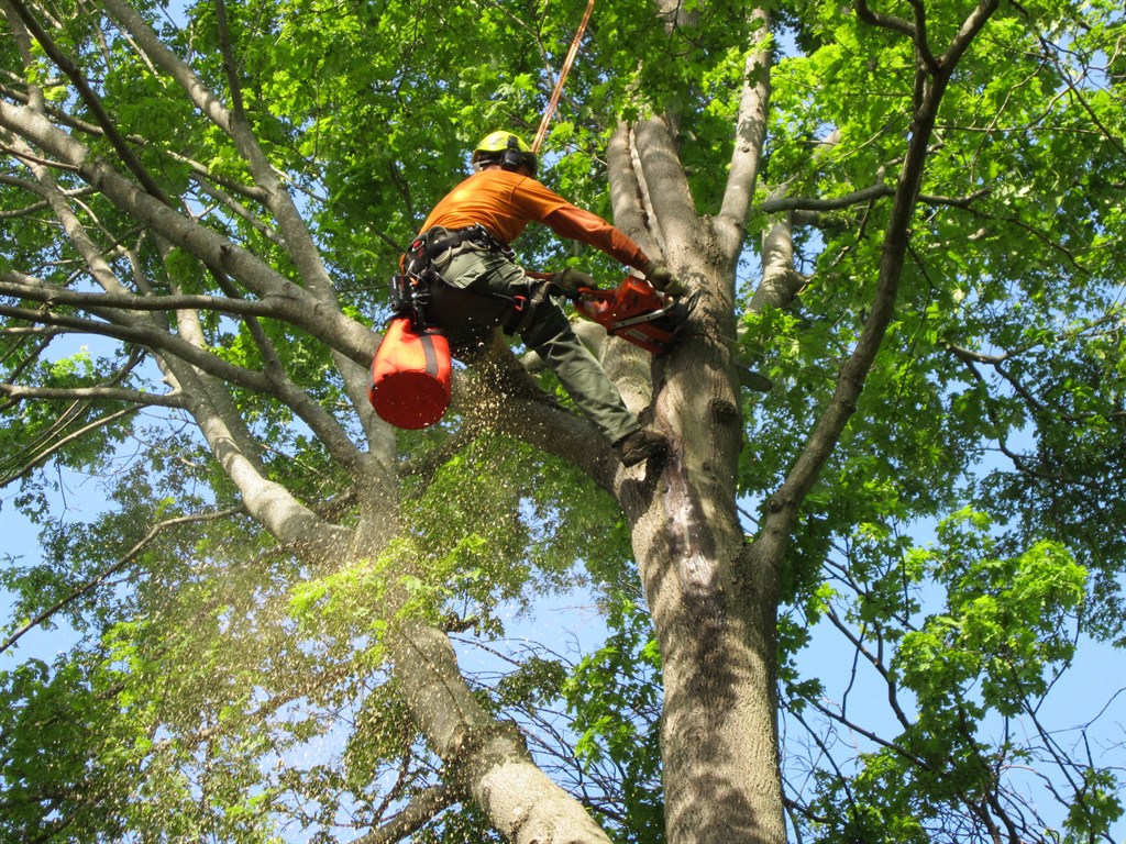 The Ultimate Guide to Tree Maintenance in Canton and North Canton, Ohio